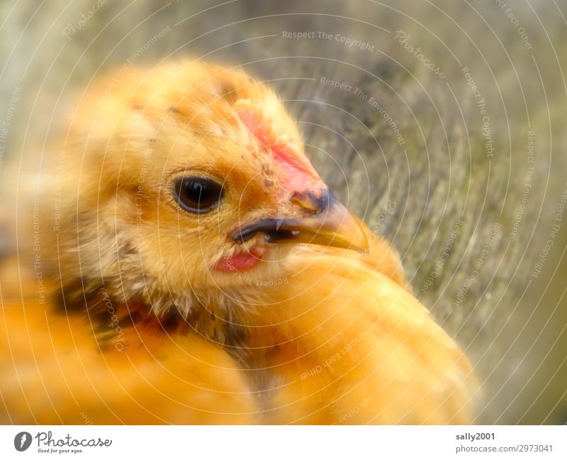 Babyhuhn... Tier Nutztier Haushuhn Küken außergewöhnlich niedlich weich mehrfarbig gelb Beginn Auge Schnabel Farbfoto Außenaufnahme Tag Schwache Tiefenschärfe