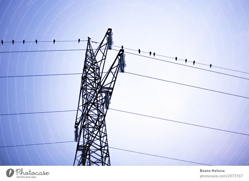 Energiegeladenes Treffen Ferien & Urlaub & Reisen Kabel Stromtransport Strommast Technik & Technologie Energiewirtschaft Vogel beobachten Erholung fliegen Blick