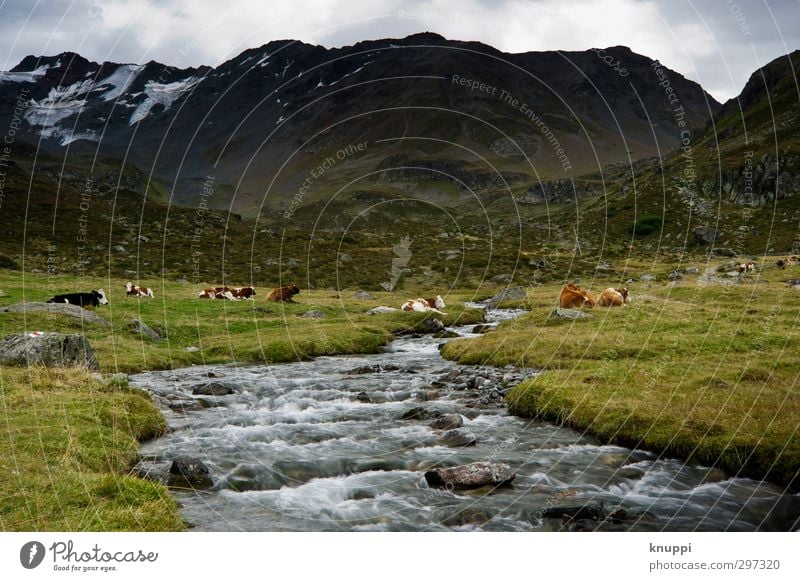 ein kuhles Plätzchen Umwelt Natur Landschaft Pflanze Urelemente Erde Wasser Himmel Wolken Sonnenlicht Sommer Wetter schlechtes Wetter Schnee Gras Hügel Felsen