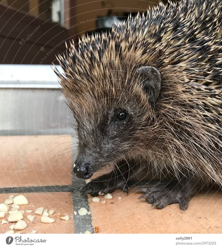 Stacheltier... Tier Wildtier Tiergesicht Igel 1 Fressen Freundlichkeit niedlich stachelig Tierliebe Vertrauen Erdnuss Schnauze Farbfoto Außenaufnahme