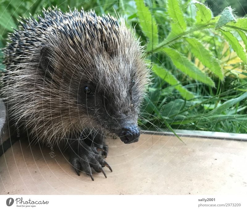 neugieriges Stacheltier... Gras Tier Wildtier Igel 1 Tierjunges beobachten Blick warten frech Freundlichkeit klein niedlich stachelig Neugier Krallen Schnauze