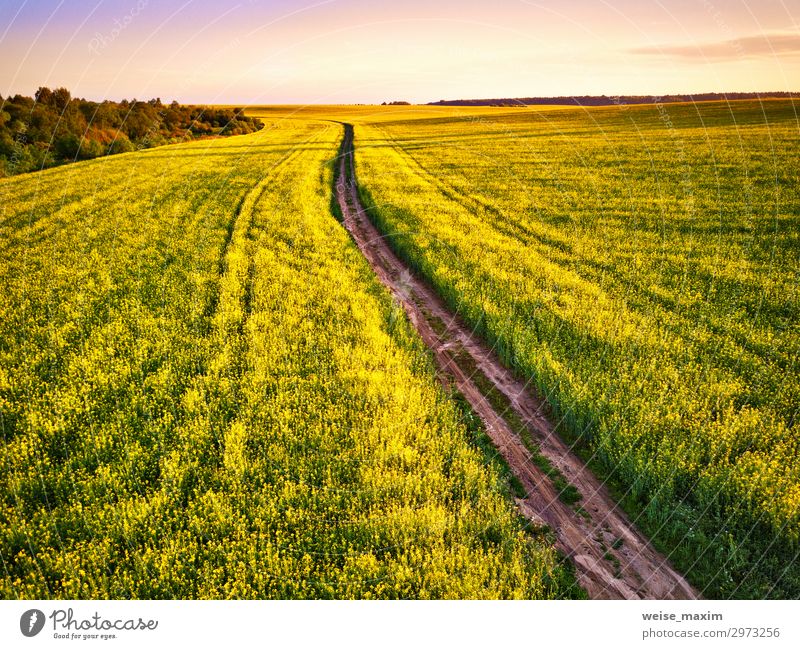 Dirt Road im Canola Flowering Field, Frühlingssonnenaufgang. schön Sommer Industrie Umwelt Natur Landschaft Pflanze Erde Himmel Wolken Horizont Sonnenaufgang