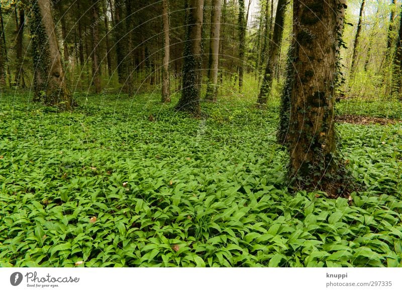 green Umwelt Natur Landschaft Pflanze Erde Luft Sonne Sonnenlicht Frühling Klima Schönes Wetter Baum Gras Efeu Blatt Grünpflanze Wildpflanze Wald exotisch