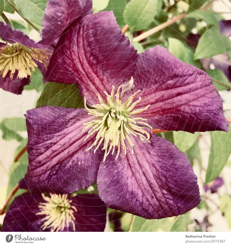 Clematis viticella Etoile Violett Natur Pflanze Frühling Sommer Blume Blatt Blüte Garten Blühend gelb grün violett Blütenknospen Blütenblatt Farbfoto