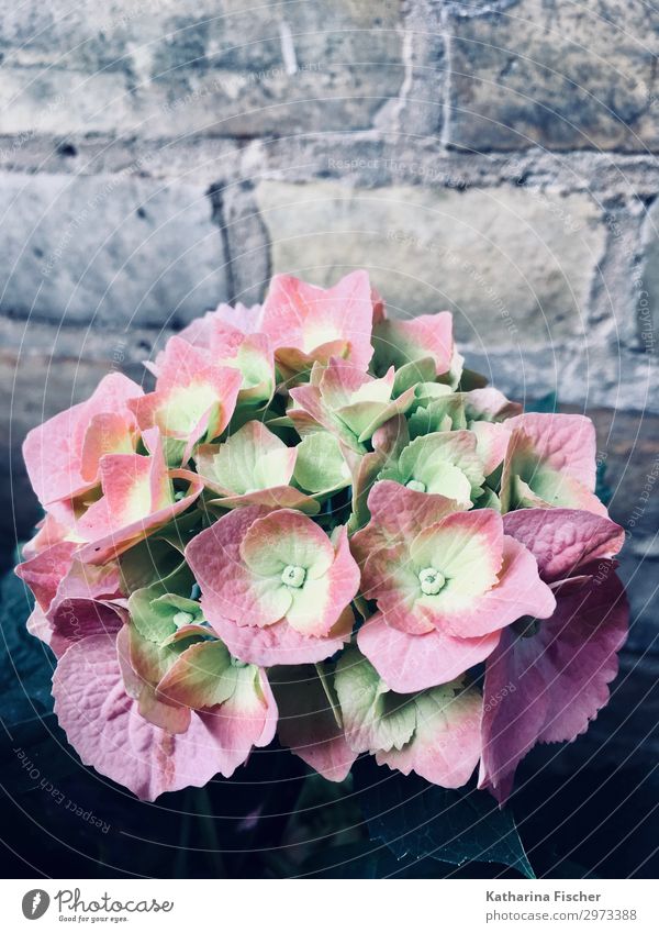 Hortensien pink one Natur Frühling Sommer Herbst Pflanze Blume Blühend schön gelb grün rosa weiß Hortensienblüte Farbfoto Außenaufnahme Menschenleer Morgen Tag