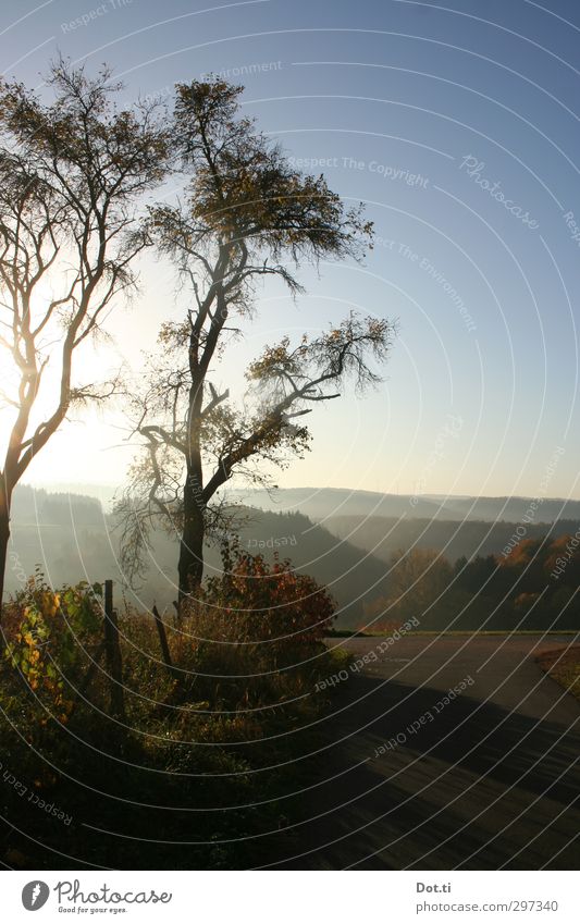 früh Natur Landschaft Himmel Wolkenloser Himmel Sonnenaufgang Sonnenuntergang Sonnenlicht Herbst Schönes Wetter Nebel Baum Wald Hügel Stimmung Morgendämmerung