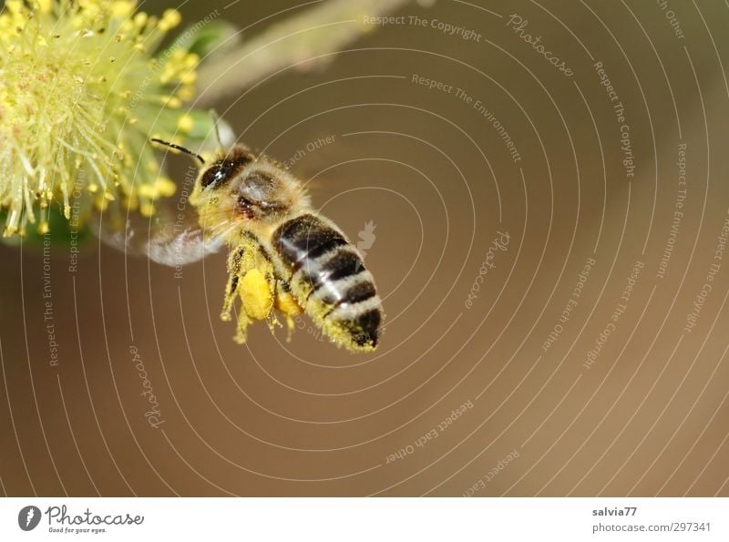 Landeanflug 2 Leben Duft Umwelt Natur Pflanze Tier Frühling Schönes Wetter Sträucher Wildpflanze Nutztier Wildtier Biene 1 Frühlingsgefühle gewissenhaft fleißig