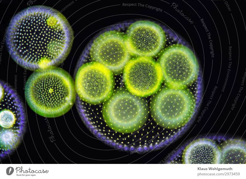 Zankapfel Umwelt Natur Pflanze Wasser Wassertropfen Sommer Algen Volvox Teich Schwimmen & Baden Wachstum blau gelb grün schwarz türkis Kugel Blattgrün Mikroskop