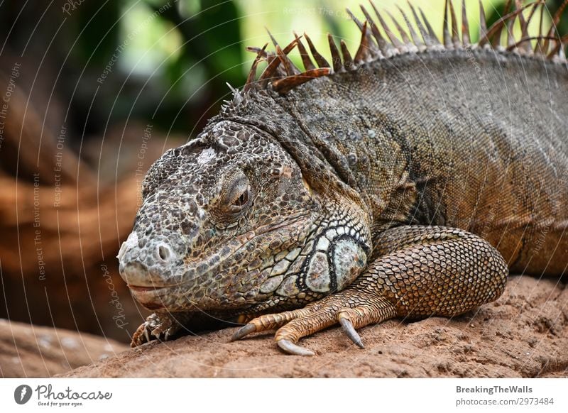 Nahaufnahme eines Porträts von grünen Leguanen, die auf Felsen ruhen. Erholung Natur Tier Tiergesicht Zoo 1 Stein hell Seite Tierwelt Leguanidae Reptil