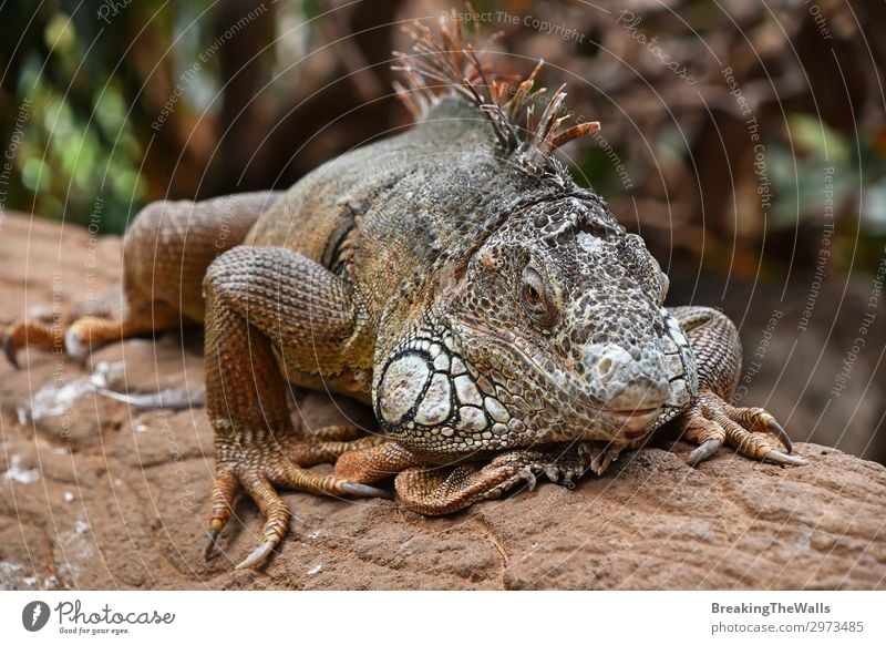 Nahaufnahme eines Porträts von grünen Leguanen, die auf Felsen ruhen. Erholung Natur Tier Wildtier Tiergesicht Zoo 1 Stein hell Seite Tierwelt Leguanidae Reptil