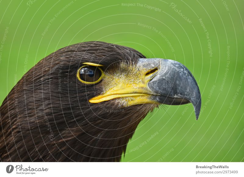 Nahaufnahme des Profilporträts des Steinadlers auf Grün Natur Gras Tier Vogel Tiergesicht Zoo 1 beobachten dunkel wild braun grün Wachsamkeit Adler Hintergrund