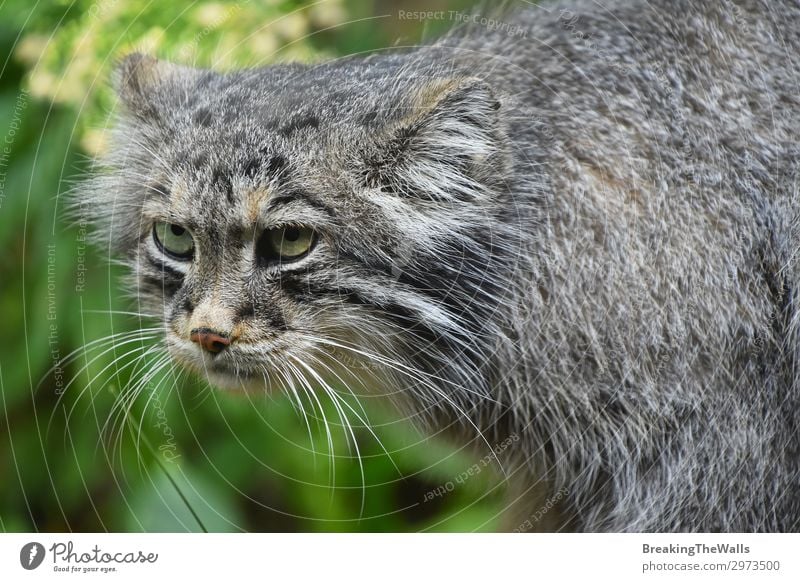 Nahaufnahme Porträt von manul Pallas Katze Natur Wald Tier Tiergesicht Zoo 1 Tierjunges dunkel hässlich niedlich wild grau grün Traurigkeit Ärger Aggression