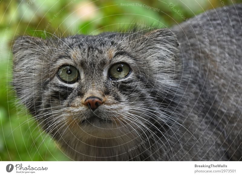 Nahaufnahme Porträt von manul Pallas Katze Natur Wald Tier Tiergesicht Zoo 1 niedlich wild grau Manul Schnauze Gefahr bedächtig Otocolobus tiefstehend Winkel