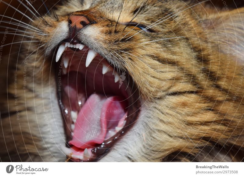 Nahaufnahme eines Porträts einer Hauskatze, die gähnt. Tier Haustier Katze Tiergesicht 1 Tierjunges lang niedlich braun rot heimisch gähnen Seite Schnurrhaar