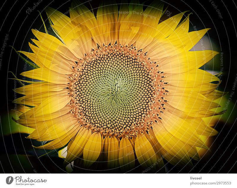 Sonnenblume im Dunkeln III Glück Sommer Natur Urelemente Wolken Blume Blatt Garten Feld Dorf Coolness schön gelb grün orange Gefühle Freude Fröhlichkeit