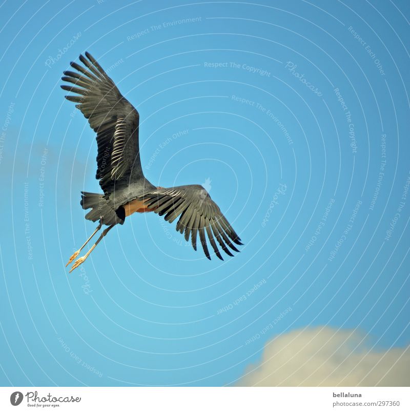 Es geht auch scharf! ;-) Natur Luft Himmel Wolken Sonnenlicht Frühling Sommer Wetter Schönes Wetter Wärme Tier Wildtier Vogel Flügel 1 fliegen sportlich groß