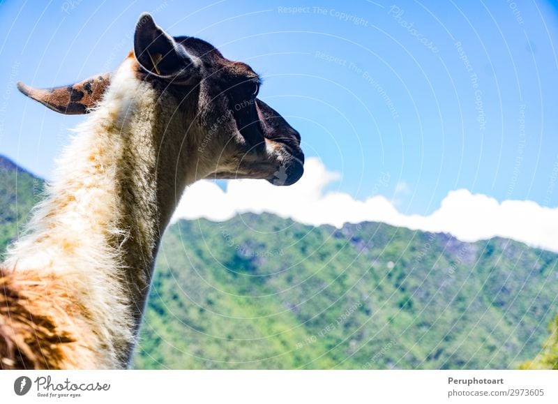 Dieses kleine Lama in den Ruinen von Machu Picchu. exotisch schön Ferien & Urlaub & Reisen Tourismus Berge u. Gebirge wandern Tier Denkmal Wege & Pfade alt