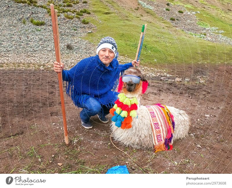 Blick auf ein lustiges Alpaka mit Sonnenbrille und einem Touristen. Ferien & Urlaub & Reisen Tourismus Sommer Berge u. Gebirge Mann Erwachsene Natur Landschaft