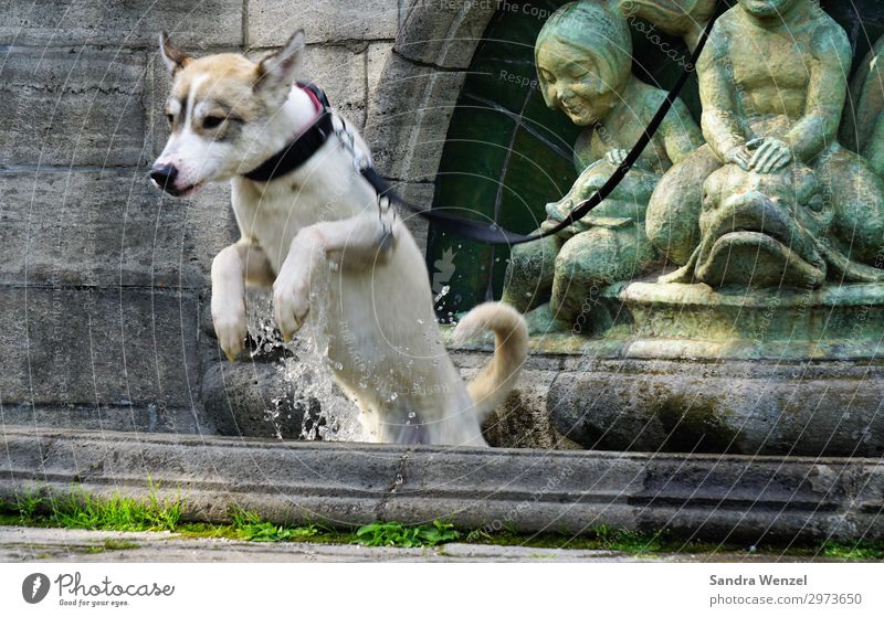 Wolfshund Jacko Schwimmen & Baden Spielen Sommer Tier Haustier Hund 1 Bewegung springen toben Kühlung Farbfoto Außenaufnahme Tag Blick nach vorn