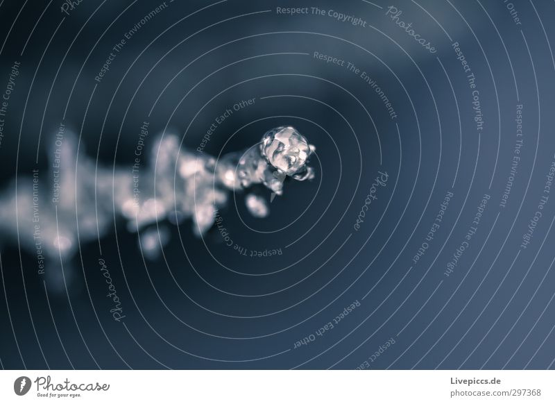 Er war so schön der Winter Umwelt Natur Pflanze Wasser Eis Frost Blatt Blüte Wildpflanze Feld kalt ruhig Eiskristall Hagel Farbfoto Außenaufnahme Detailaufnahme