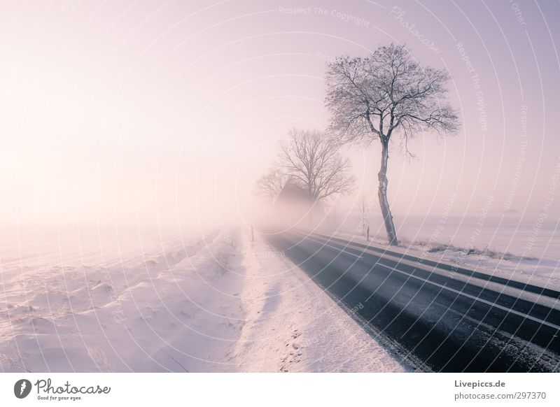 Straße in den Nebel Natur Landschaft Pflanze Himmel Wolkenloser Himmel Sonne Sonnenaufgang Sonnenuntergang Sonnenlicht Winter Wetter Schönes Wetter Eis Frost