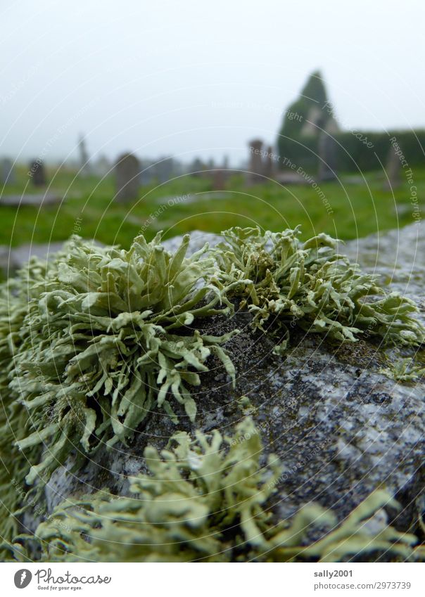 ewige Ruhe... schlechtes Wetter Pflanze Moos Flechten Ruine Mauer Wand alt dunkel Traurigkeit Trauer Tod Endzeitstimmung Frieden Religion & Glaube Verfall