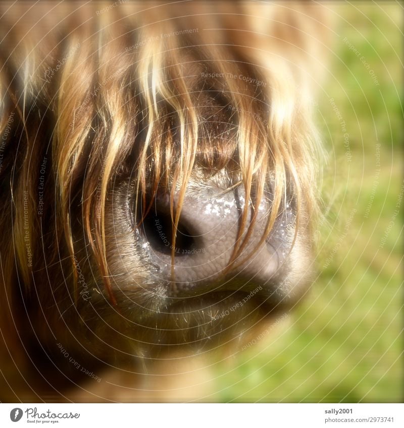 komm knutschen... Tier Nutztier Schnauze Nase Fell Schottisches Hochlandrind Kuh 1 nass Neugier weich braun Haare & Frisuren Pony sabbern Geruch Nüstern feucht