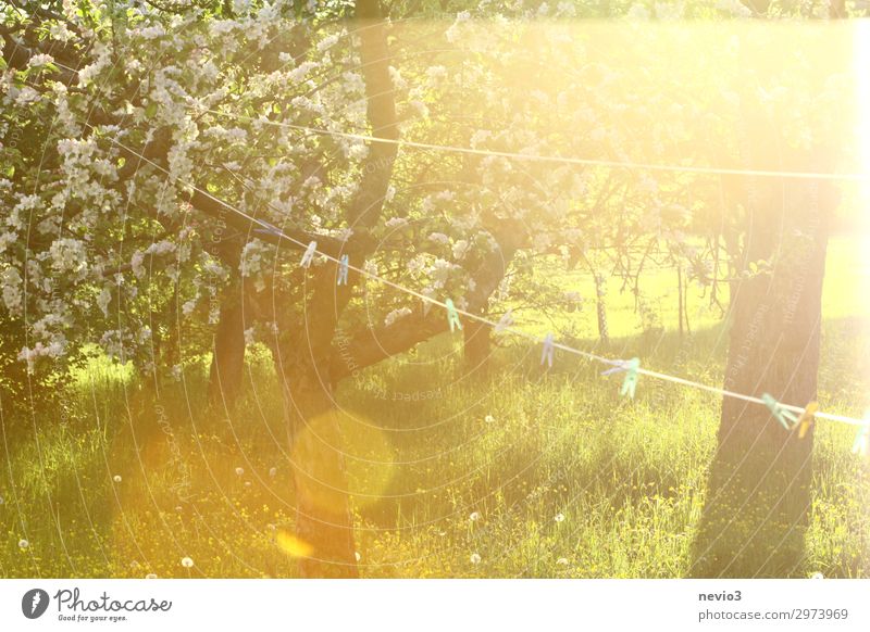 Wäscheleine im Obstgarten Wäscheklammern draußen trocknen Waschtag Klammer aufhängen Garten Gartenarbeit Frühling Frühlingsgefühle blühen Blühende Landschaften