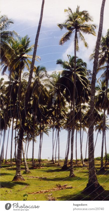 Cathedral Palme Strand Sumatra Indonesien Wege & Pfade Tao