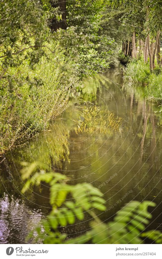 Cottbus - Die grüne Hölle Umwelt Natur Landschaft Wasser Pflanze Baum Gras Sträucher Park Moor Sumpf Bach Wachstum authentisch wild braun Lebensfreude