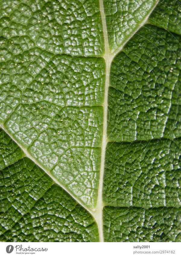 klar strukturiert... Pflanze Blatt Grünpflanze ästhetisch exotisch groß natürlich grün Zufriedenheit einzigartig Natur Ordnung zellstruktur Strukturen & Formen