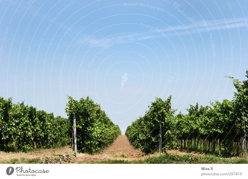 Weinberg Lebensmittel Frucht Ernährung Erde Sommer Herbst Schönes Wetter Pflanze Nutzpflanze Feld Hügel Wachstum Weintrauben Farbfoto mehrfarbig Außenaufnahme