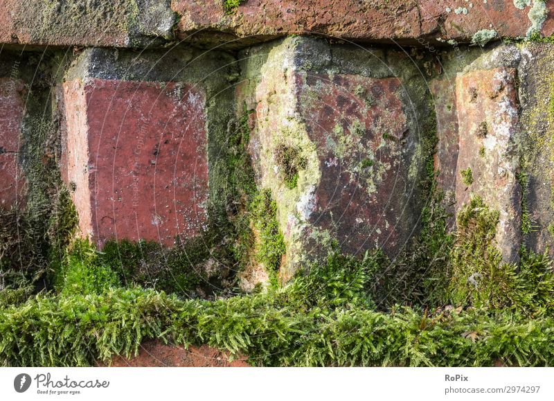 Moos auf einer alten Backsteinwand. Wand wall Ziegel Textur brick Architektur Kirche Gotik Backsteingotik Haus Hauswand Stadt urban städisch Kunst Kunsthandwerk