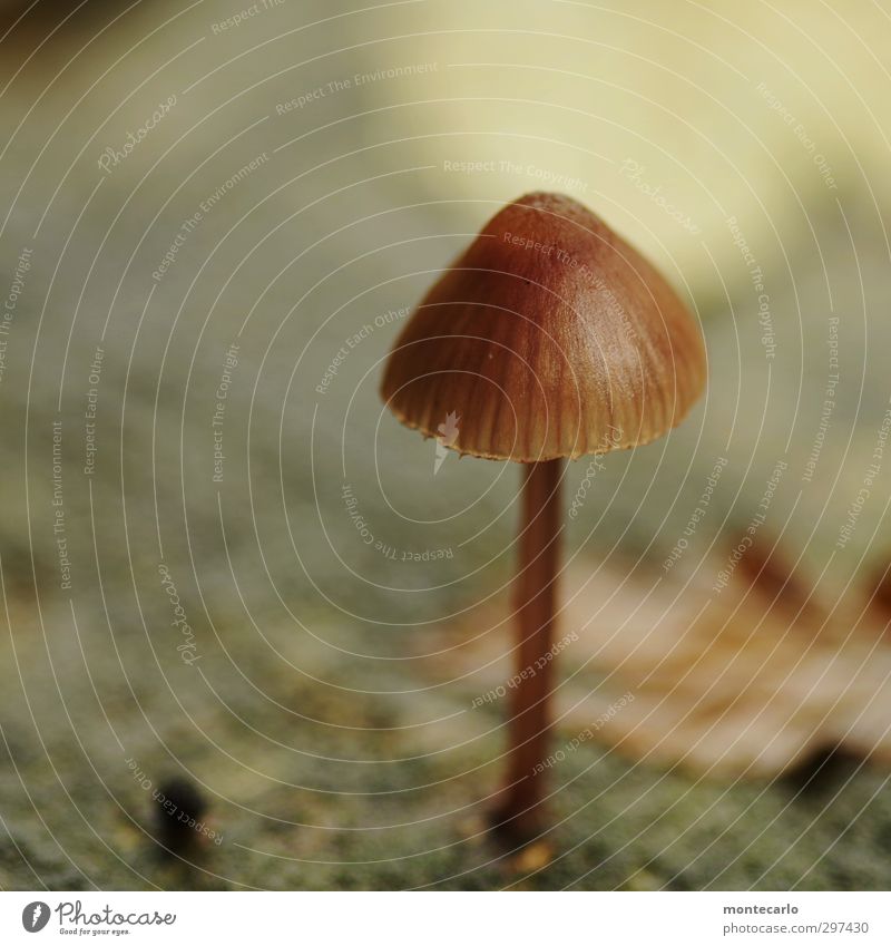 Noch ein Nachzügler... Umwelt Natur Pilz dünn authentisch klein nah natürlich rund Spitze braun Farbfoto mehrfarbig Außenaufnahme Nahaufnahme Detailaufnahme