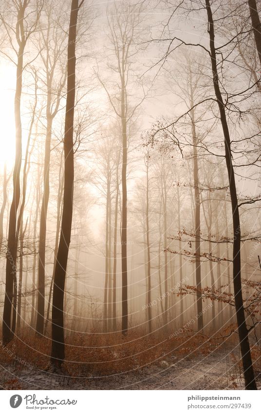 Stillgestanden Freizeit & Hobby Jagd Ferien & Urlaub & Reisen Ausflug Abenteuer Winter Natur Landschaft Baum Wald Menschenleer beobachten Bewegung Erholung