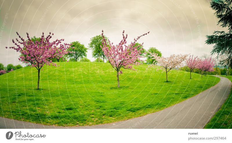 Kirschblütenkurve Freizeit & Hobby Ausflug Garten Landwirtschaft Forstwirtschaft Gartenbau Landschaftsarchitektur Landschaftspflege Umwelt Natur Pflanze Himmel