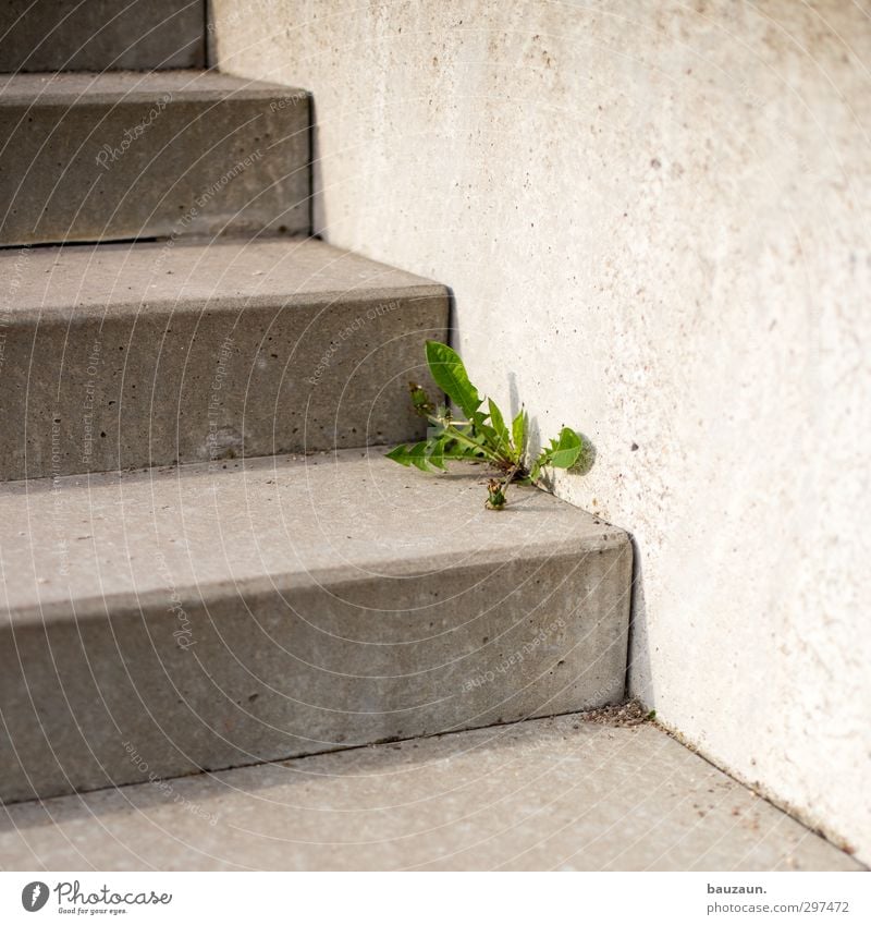 unkraut vergeht nicht. Garten Umwelt Natur Pflanze Blume Blatt Blüte Unkraut Park Mauer Wand Treppe Wege & Pfade Beton Linie Blühend entdecken dehydrieren eckig