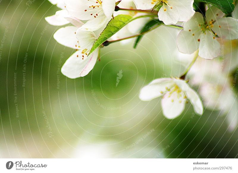 Frühling! Natur Pflanze Schönes Wetter Baum Blüte Nutzpflanze Apfelbaum Obstbaum Apfelbaumblüte Blühend Duft ästhetisch authentisch einfach frisch hell schön