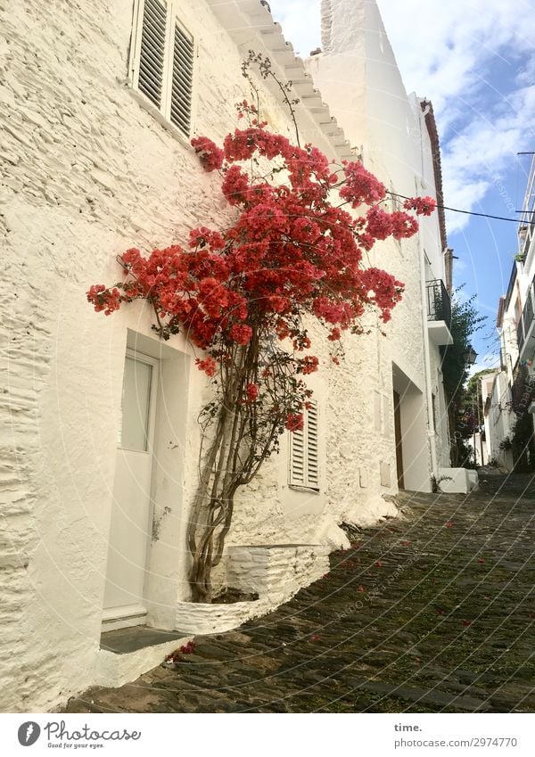 Sommer vor der Tür Schönes Wetter Baum Blüte Cadaques Katalonien Spanien Stadtzentrum Altstadt Haus Mauer Wand Fenster Wege & Pfade Kopfsteinpflaster