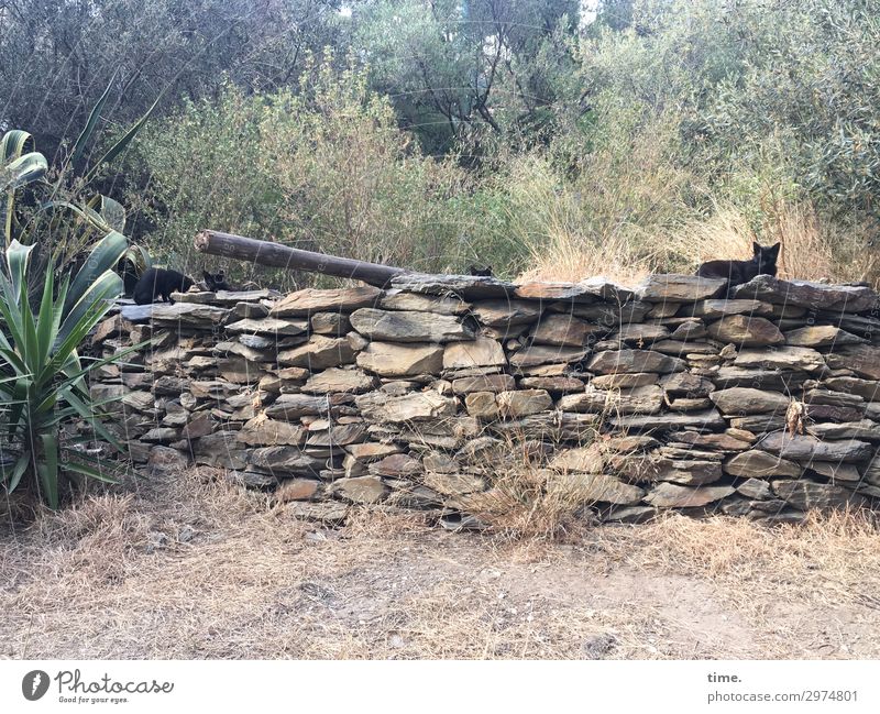 Community Schönes Wetter Pflanze Park Cadaques Mauer Wand Tier Haustier Katze Tiergruppe Stein beobachten Blick sitzen Sicherheit Schutz Freundschaft