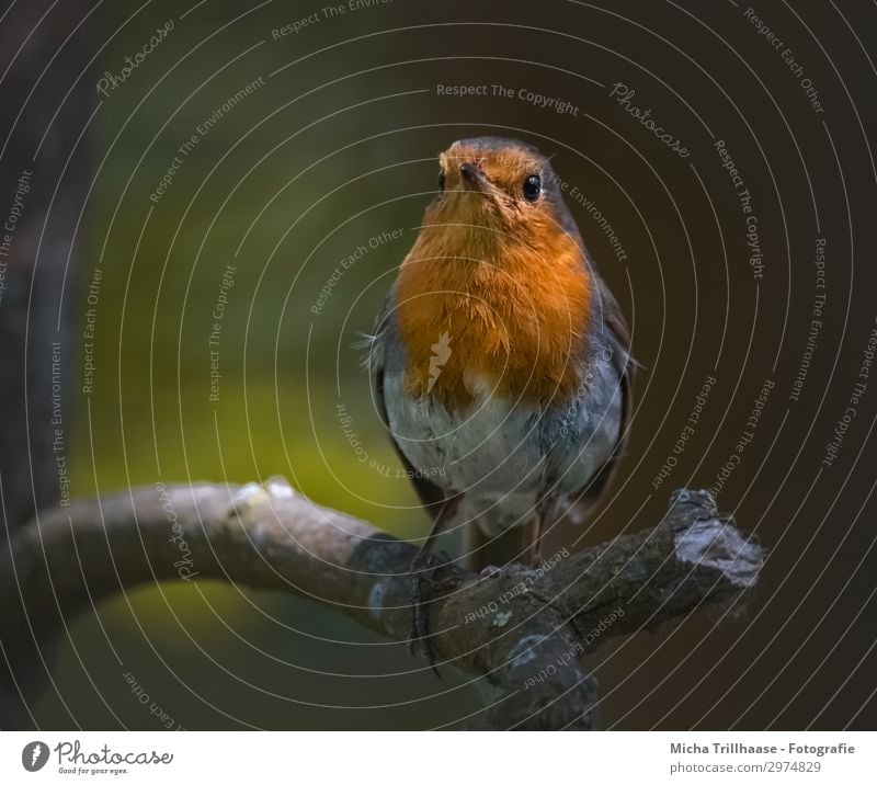 Rotkehlchen im Abendlicht Natur Tier Sonnenlicht Schönes Wetter Baum Zweige u. Äste Wildtier Vogel Tiergesicht Flügel Krallen Feder gefiedert Schnabel Auge 1