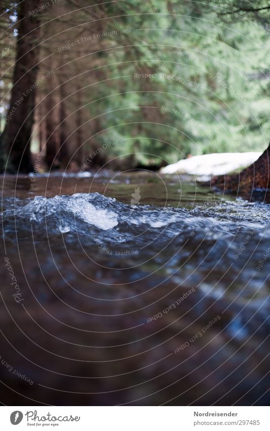 Wasserrechte Trinkwasser Natur Urelemente Frühling Klima Baum Wald Wellen Flussufer Bach Erholung kalt nachhaltig nass natürlich Sauberkeit blau grün ruhig