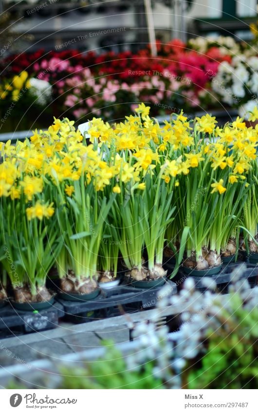 Wochenmarkt Frühling Pflanze Blume Blatt Blüte Blühend Duft gelb Gelbe Narzisse Frühblüher Blumenstrauß Blumenhändler Narzissen Farbfoto mehrfarbig