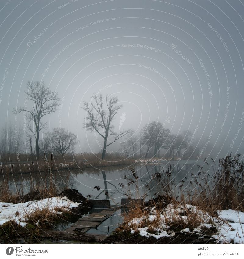 Schönes Wetter Umwelt Natur Landschaft Pflanze Wasser Himmel Horizont Winter Klima Nebel Eis Frost Baum Sträucher dunkel geduldig ruhig Fernweh Idylle Trauer