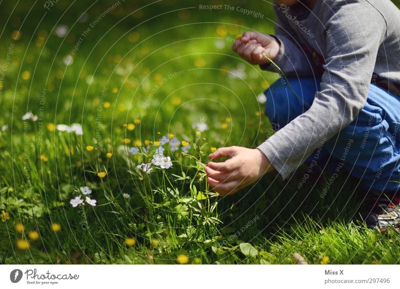 Muttertag kommt immer so plötzlich Valentinstag Mensch Kind Kleinkind Kindheit Hand 1 1-3 Jahre 3-8 Jahre Frühling Sommer Blume Gras Blüte Garten Wiese Blühend