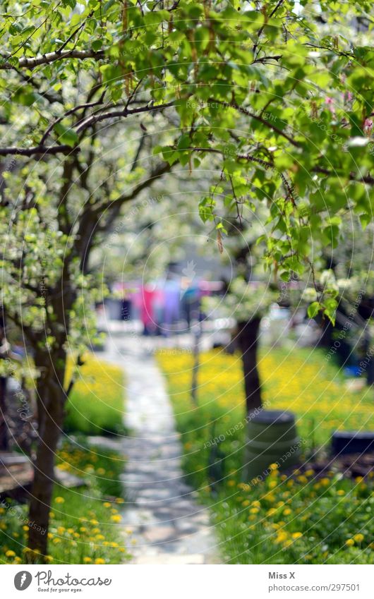 Wäsche im Garten Häusliches Leben Frühling Sommer Schönes Wetter Baum Wiese hell positiv Stimmung Überraschung Idylle frisch Wäscheleine trocknen Blühend