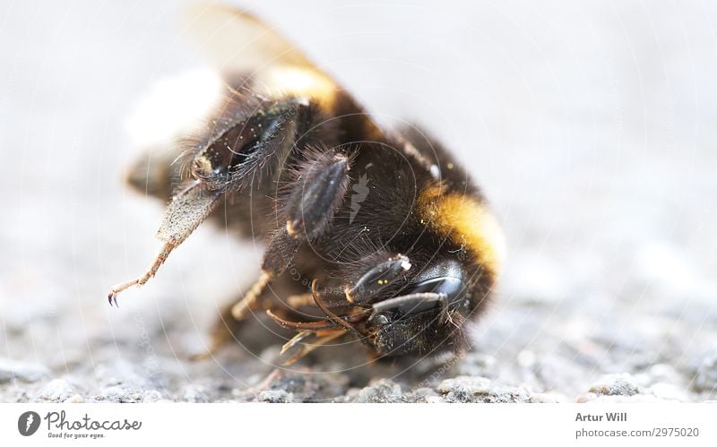 Ausgesummt Natur Sonne Sonnenlicht Sommer Tier Totes Tier Biene Tiergesicht Flügel 1 Tierliebe Mitgefühl achtsam Traurigkeit Trauer Tod Appetit & Hunger Durst