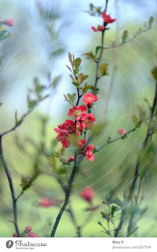 Frühling Pflanze Sträucher Blatt Blüte Garten Blühend Duft Wachstum rosa rot Blütenknospen Gartenpflanzen Farbfoto mehrfarbig Außenaufnahme Nahaufnahme