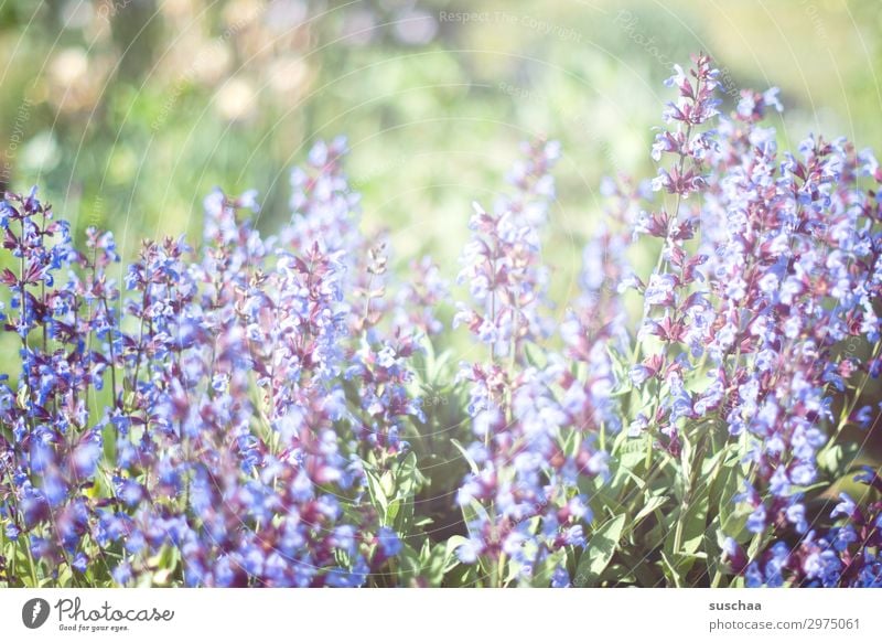 sommer (2) Wellness Leben Erholung Meditation Umwelt Natur Pflanze Frühling Sommer Klima Schönes Wetter Sträucher Blüte Grünpflanze Garten Park Wiese blau