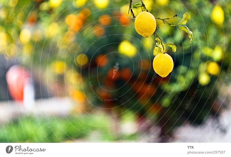 Citrus Garden V Umwelt Natur Pflanze Sonne Sommer Schönes Wetter Baum Gras Sträucher Garten Park Blühend Zitrone Orange Orangenbaum Orangenhain Zitrusfrüchte